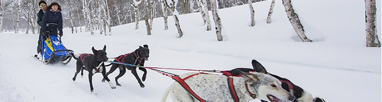 犬ぞり